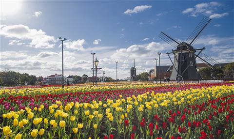 ハウステンボス　チューリップ（3月頃撮影）　c/C-8833